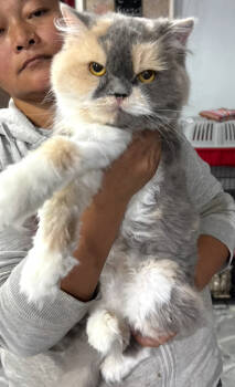 Rescue Persian Cats for Adoption in Vienna, Virginia - Gigi | PetCurious