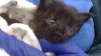 Rescue Domestic Short Hair Cats for Adoption in Dallas, Texas - RUBY | PetCurious