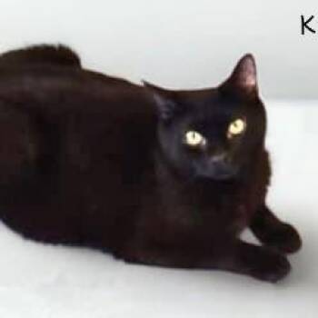 Domestic Short Hair Cats Available for Adoption in Salt Lake City, Utah - Kaia | PetCurious