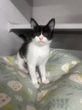 Million Dollar Baby -  Domestic Short Hair Cat for Adoption in Sacramento, California - Million Dollar Baby | PetCurious
