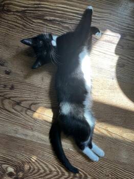 Pickle -  Domestic Short Hair Cat for Adoption in Kinston, North Carolina - Pickle | PetCurious