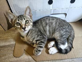 Dusty Buns -  Tabby Cat Available for Adoption in Fresno, California - Dusty Buns | PetCurious