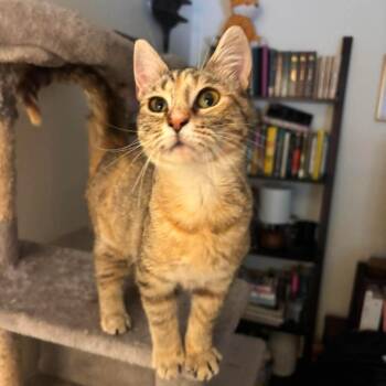 Nefertiti 56223 -  Domestic Short Hair Cat for Adoption in Eaton Rapids, Michigan - Nefertiti 56223 | PetCurious