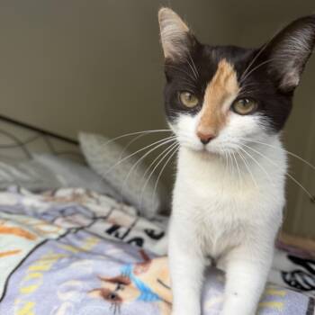 tinker bell -  Domestic Short Hair Cat for Adoption in North Myrtle Beach, South Carolina - Tinker Bell | PetCurious