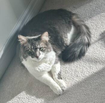 Domestic Long Hair Cats Available for Adoption - Dora (bonded With Doodle) | PetCurious