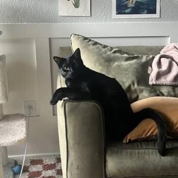 Manon -  Bombay Cat for Adoption in Santa Cruz, California - Manon | PetCurious