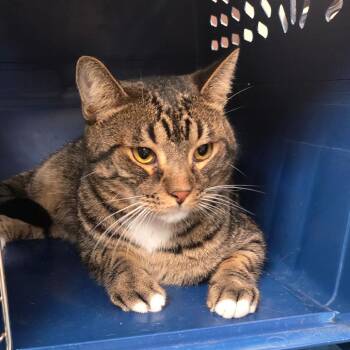 Joe -  Domestic Short Hair Cat for Adoption in San Jacinto, California - Joe | PetCurious