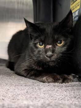 Domestic Short Hair Cats Available for Adoption in Dallas, Texas - MASON | PetCurious