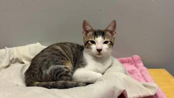 Spike -  Domestic Short Hair Cat for Adoption in Hudson, New Hampshire - Spike | PetCurious