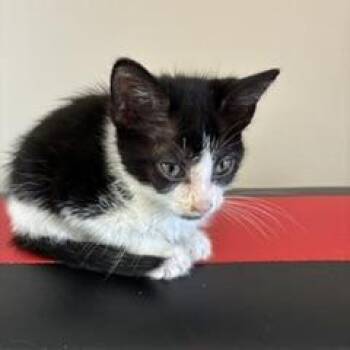 Mint -  Domestic Short Hair Cat for Adoption in Greensboro, Georgia - Mint | PetCurious