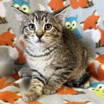 Rescue Domestic Short Hair Cats for Adoption in Mt. Juliet, Tennessee - Corsac | PetCurious