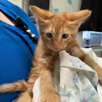 Peek -  Domestic Short Hair Cat for Adoption in Charlottesville, Virginia - Peek | PetCurious