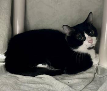 BLUE RIBBON -  Domestic Short Hair Cat for Adoption in Derwood, Maryland - BLUE RIBBON | PetCurious