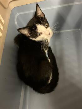 MORA -  Domestic Short Hair Cat for Adoption in Long Beach, California - MORA | PetCurious