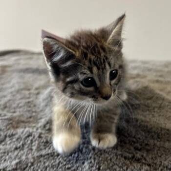 IVHS-Stray-140161 -  Domestic Short Hair Cat for Adoption in San Gabriel, California - IVHS-Stray-140161 | PetCurious