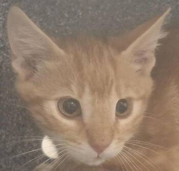 Benton -  Domestic Short Hair Cat for Adoption in Brenham, Texas - Benton | PetCurious