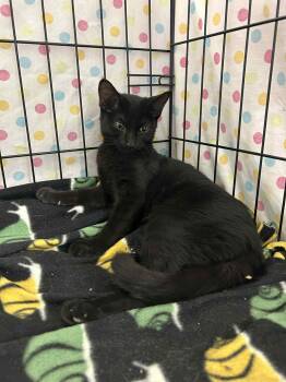 Rescue Domestic Short Hair Cats for Adoption - Meara | PetCurious