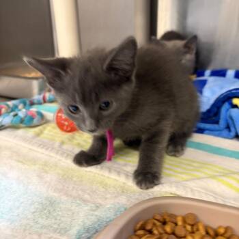 Triplewart Seadevil -  Domestic Short Hair Cat for Adoption in Mentor, Ohio - Triplewart Seadevil | PetCurious