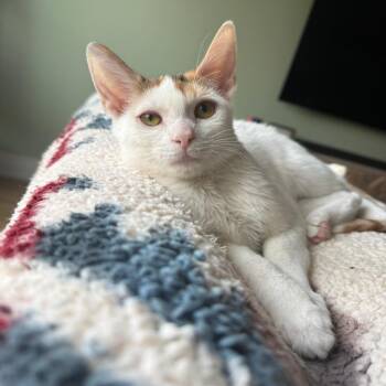 Georgia -  Domestic Short Hair Cat for Adoption in Chicago, Illinois - Georgia | PetCurious