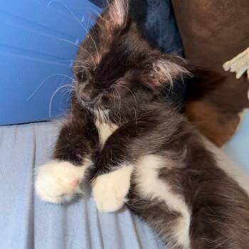 Gem -  Domestic Long Hair Cat for Adoption in Ruckersville, Virginia - Gem | PetCurious