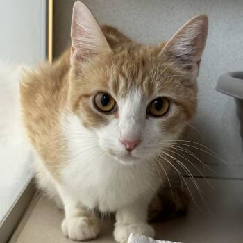 Pomelo -  Domestic Short Hair Cat for Adoption in Durango, Colorado - Pomelo | PetCurious