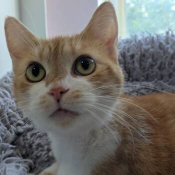 Peaches -  Domestic Short Hair Cat for Adoption in South Burlington, Vermont - Peaches | PetCurious