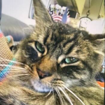 Harry -  Domestic Short Hair Cat for Adoption in Ramona, California - Harry | PetCurious