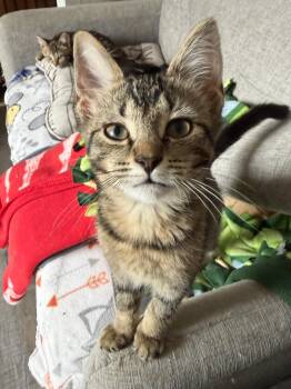 Donna -  Domestic Short Hair Cat for Adoption in South Lyon, Michigan - Donna | PetCurious