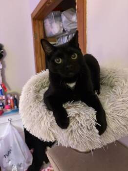 Rescue Domestic Short Hair Cats for Adoption in Breinigsville, Pennsylvania - Felix | PetCurious