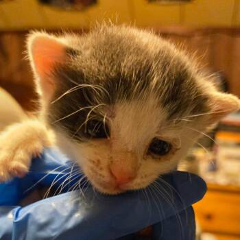 Willow -  Domestic Short Hair Cat for Adoption in East Hanover, New Jersey - Willow | PetCurious