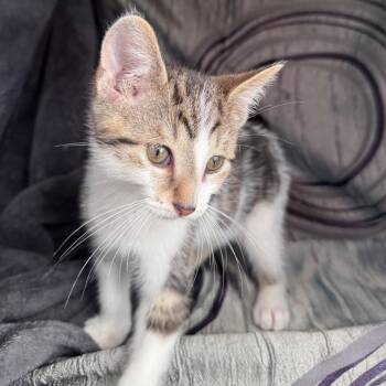 Luther Pasadena 56462 -  Domestic Short Hair Cat for Adoption in Eaton Rapids, Michigan - Luther Pasadena 56462 | PetCurious