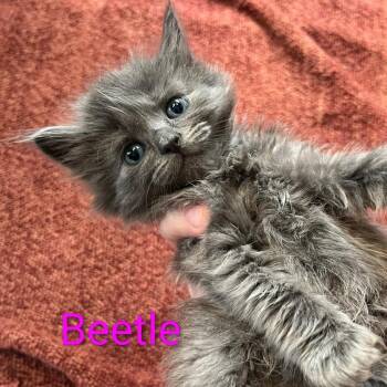 Domestic Long Hair and Russian Blue Cats Available for Adoption - Beetle | PetCurious