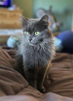Fairium -  Domestic Medium Hair Cat for Adoption in Colorado Springs, Colorado - Fairium | PetCurious