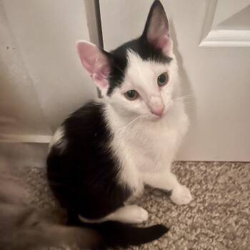 Rescue Domestic Short Hair Cats for Adoption in Richmond, Virginia - Creed Aventus | PetCurious