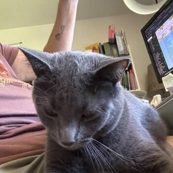 Daylight -  Domestic Short Hair Cat for Adoption in Reisterstown, Maryland - Daylight | PetCurious