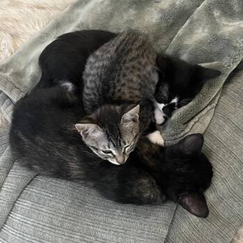 Sporty Spice -  Domestic Short Hair Cat for Adoption in Jupiter, Florida - Sporty Spice | PetCurious