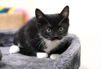 Vampirina -  Domestic Short Hair Cat for Adoption in Monroe, Georgia - Vampirina | PetCurious