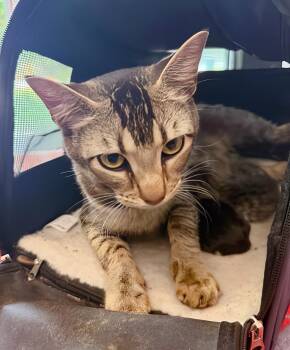 Miss Honey -  Domestic Short Hair Cat for Adoption in Nashville, Tennessee - Miss Honey | PetCurious