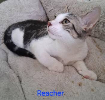 Reacher -  Domestic Short Hair Cat for Adoption in Oviedo, Florida - Reacher | PetCurious