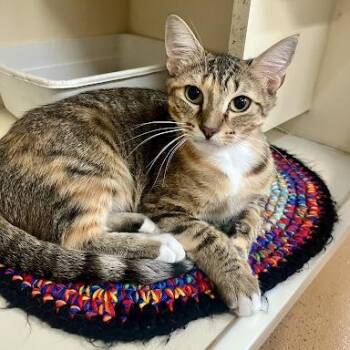 Macy -  American Shorthair Cat for Adoption in Bethel, Connecticut - Macy | PetCurious