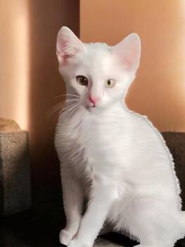 Quinn -  Domestic Short Hair Cat for Adoption in North Richland Hills, Texas - Quinn | PetCurious