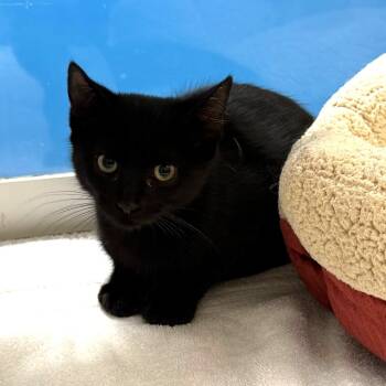 Toothless -  Domestic Short Hair Cat for Adoption in Cheyenne, Wyoming - Toothless | PetCurious