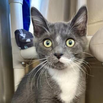 Trout -  Domestic Medium Hair Cat for Adoption in Riverside, California - Trout | PetCurious
