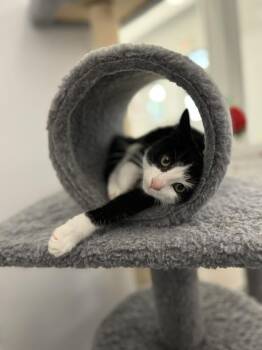 Rescue Domestic Short Hair Cats for Adoption in Richmond, Kentucky - Chummy | PetCurious