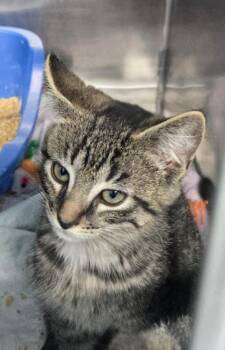 Kramer -  Domestic Short Hair Cat for Adoption in Mount Vernon, Ohio - Kramer | PetCurious