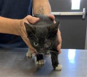 A256320 -  Domestic Short Hair Cat for Adoption in Visalia, California - A256320 | PetCurious