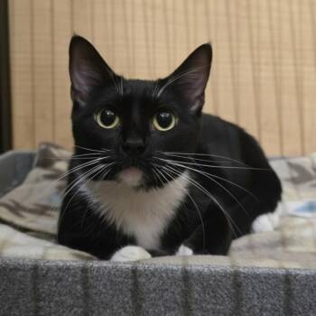 Annie -  Tuxedo and Domestic Short Hair Cat for Adoption in Warr Acres, Oklahoma - Annie | PetCurious