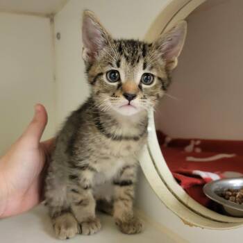 Cobalt -  Domestic Short Hair Cat for Adoption in Columbia, Missouri - Cobalt | PetCurious