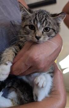 Rescue Domestic Medium Hair Cats for Adoption - Elaine | PetCurious