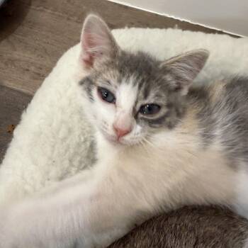 Ruby -  Dilute Calico Cat for Adoption in Bentonville, Arkansas - Ruby | PetCurious